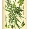 Outlet 👍 Sativa Cannabis Plant Poster ✨