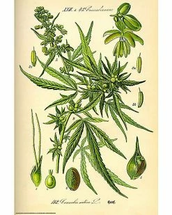 Outlet 👍 Sativa Cannabis Plant Poster ✨